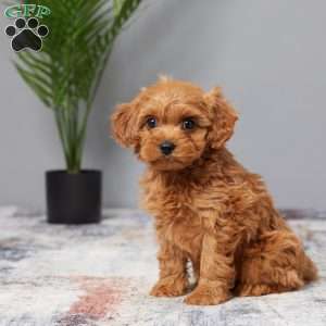 Tucker, Cavapoo Puppy